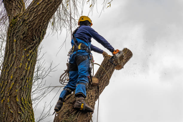 Best Commercial Tree Services  in Bradley, IL