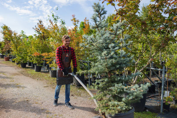 How Our Tree Care Process Works  in  Bradley, IL